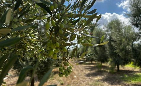 Can Feliu amplia la zona de tasts amb el finançament del Consell de Mallorca