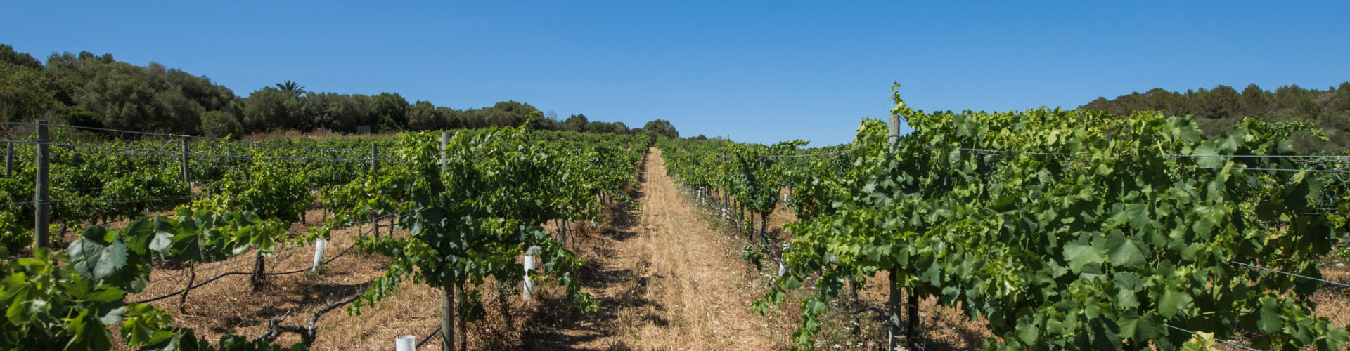 Viñedos de Bodega Can Feliu