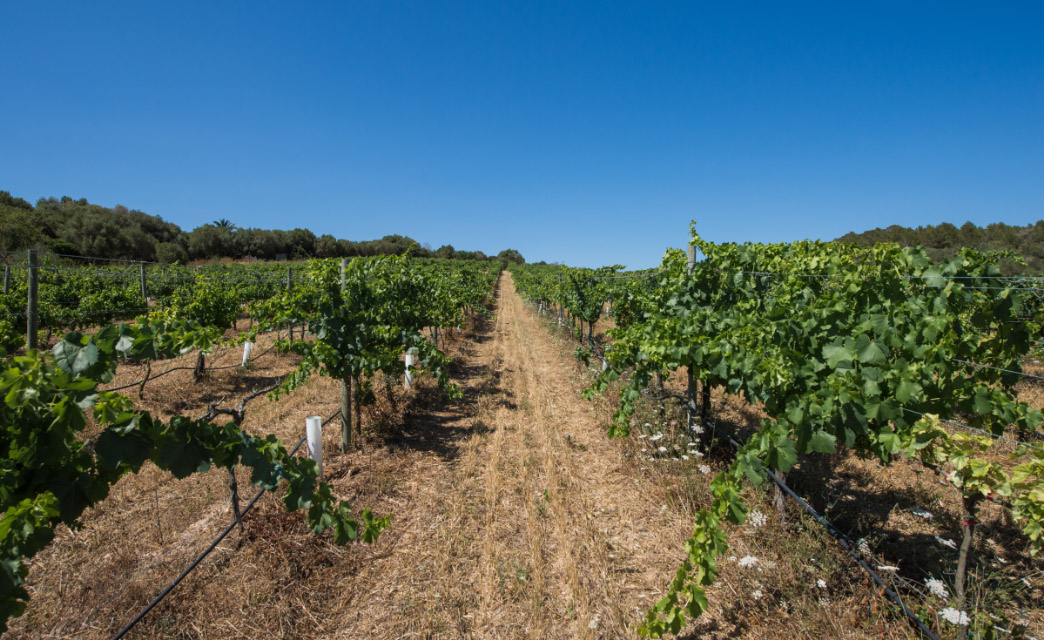 Viñedos de Bodega Can Feliu