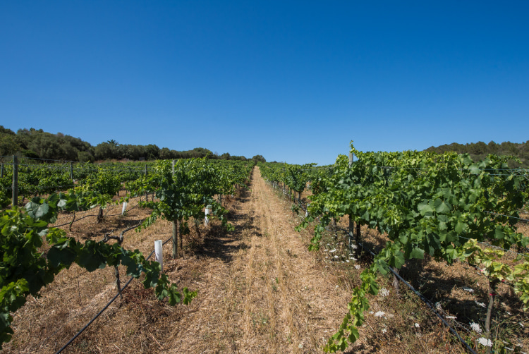 Weinberge des Weinguts Can Feliu