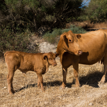 Cow and calf on a farm
