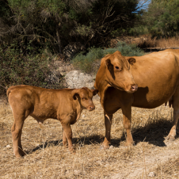 Vaca y ternero en una finca