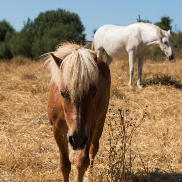 Caballos en la finca de Can Feliu