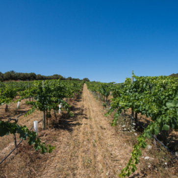 Organic vegetable garden in Can Feliu