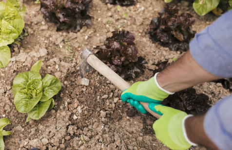 Huerto ecológico Trabajador plantando verduras