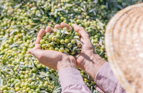 Persona rodeada de aceitunas y sosteniendo algunas en sus manos