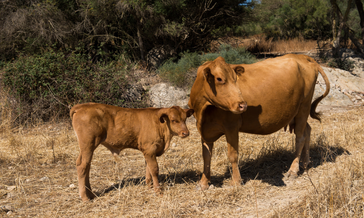 Kuh und Kalb auf dem Bauernhof Can Feliu